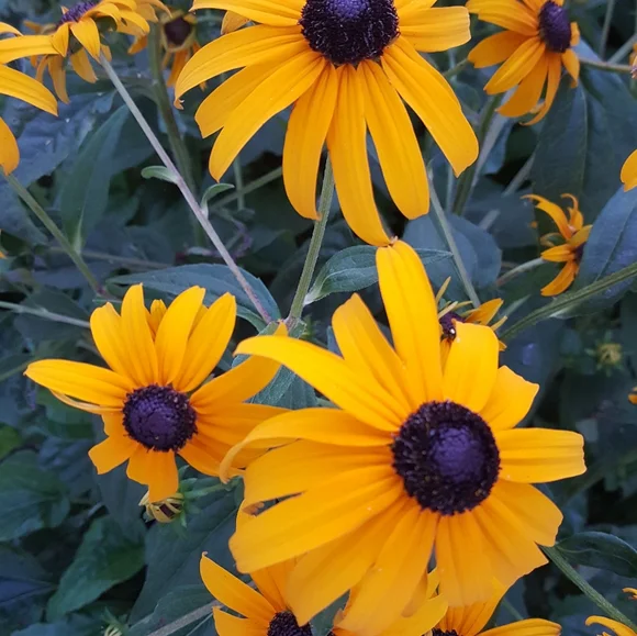 Meet your Posher🍄🐾☘️ - Picture 7 of 12